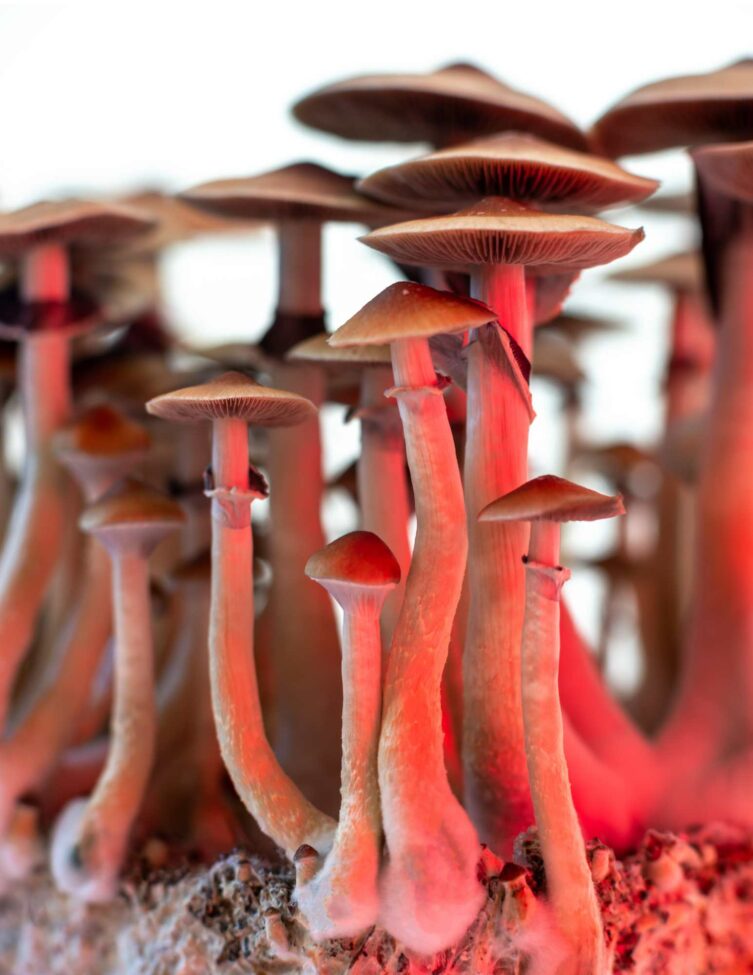 How to Grow Magic Mushrooms