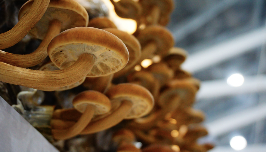 How to Grow Magic Mushrooms