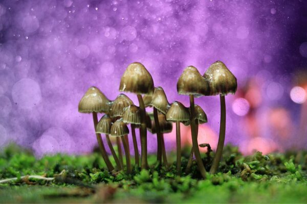 Microdosing the mythic